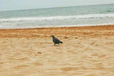 Seagull on a beach