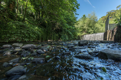 Surface level of plants by river against trees