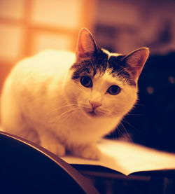 Close-up portrait of a cat