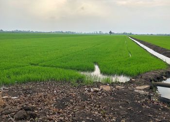 Scenic view of farm against sky