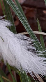 Close-up of fresh grass