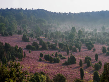 Scenic view of trees on field against sky