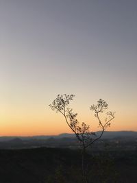 Plant against clear sky at sunset