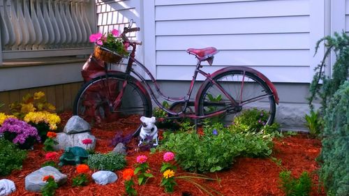 Potted plants in backyard