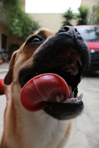 Close-up of dog sticking out tongue