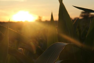 Close-up of plants against sunset