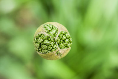 Close-up of bauble