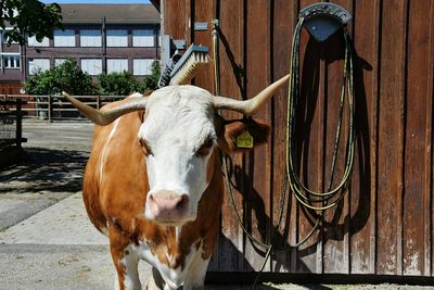 Portrait of cow standing against built structure