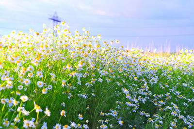 Close-up of flowering plants on field