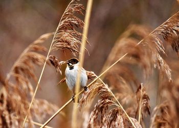 Close-up of a bird