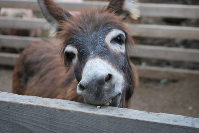 Close-up portrait of a horse