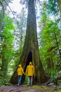 Rear view of man standing in forest