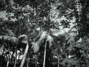 Trees by lake in forest