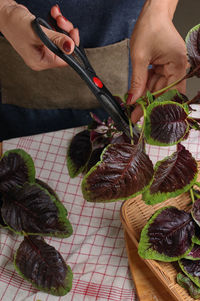 High angle view of man preparing food on cutting board