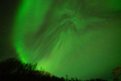 Low angle view of trees against sky at night