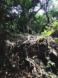 Trees in forest