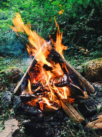 Bonfire in forest
