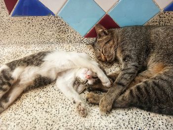 Cat sleeping on carpet