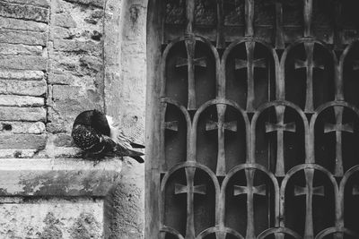 Close-up of bird perching on brick wall