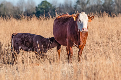 Polled hereford cow and her nursing calf standing in a field of tall brown grass.