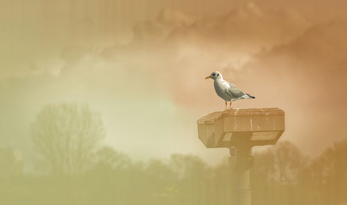 Bird perching on pole against sky