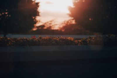 Close-up of plants against sky during sunset