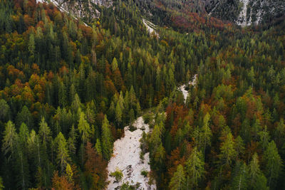 Drone view of trees in forest during autumn  in triglav national park slovenia 