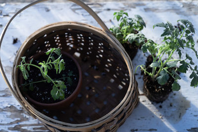 Tomato plants in basket on potting bench