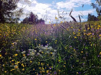 Purple flowers blooming on field against sky