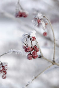 Close-up of snow on plant