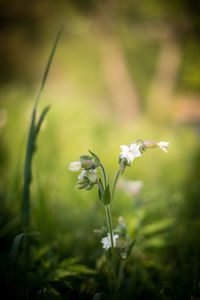 Close-up of flowers