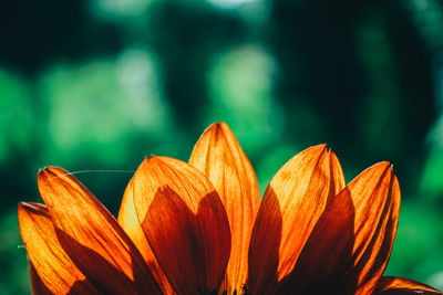 Close-up of orange flowering plant