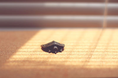 High angle view of crab on floor