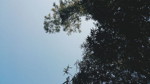 Low angle view of trees against clear sky