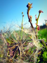 Close-up of flowering plant on field against sky