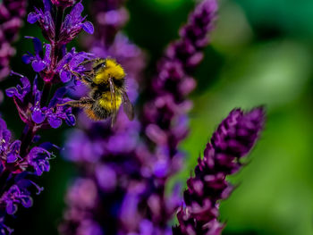 Close-up of bee pollinating on purple flower