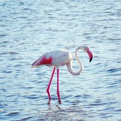 Bird flying over lake