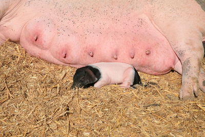 Piglets in farm