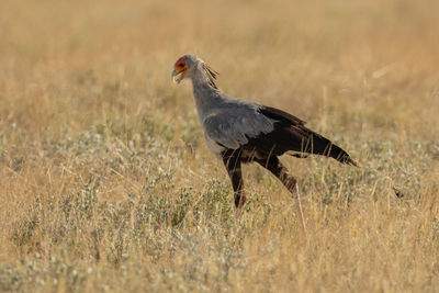 Side view of a bird on field