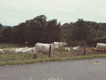 Sheep in farm against sky