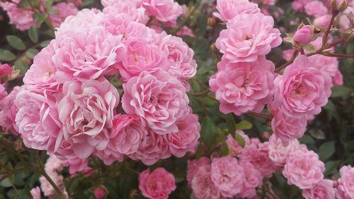 Close-up of pink flowers