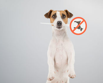 Close-up of a dog against white background