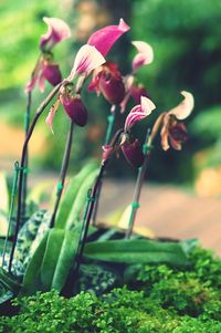 Close-up of flowers blooming outdoors