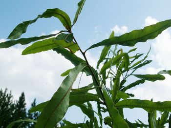 Low angle view of plants against sky