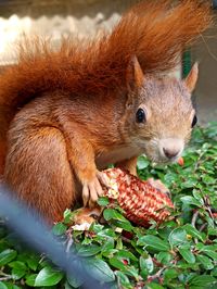 Close-up of squirrel