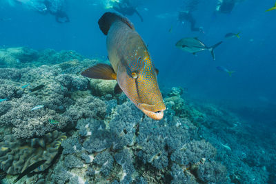 Cheilinus undulatus, maori wrasse humphead fish in australia