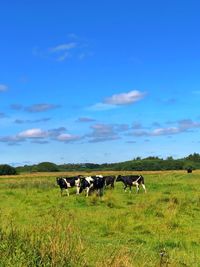 Cows on field against sky