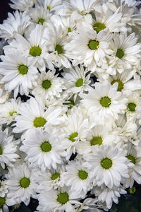 High angle view of white flowering plants
