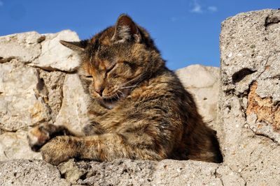 Cat relaxing on rock