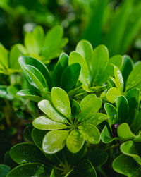 Close-up of water drops on leaves